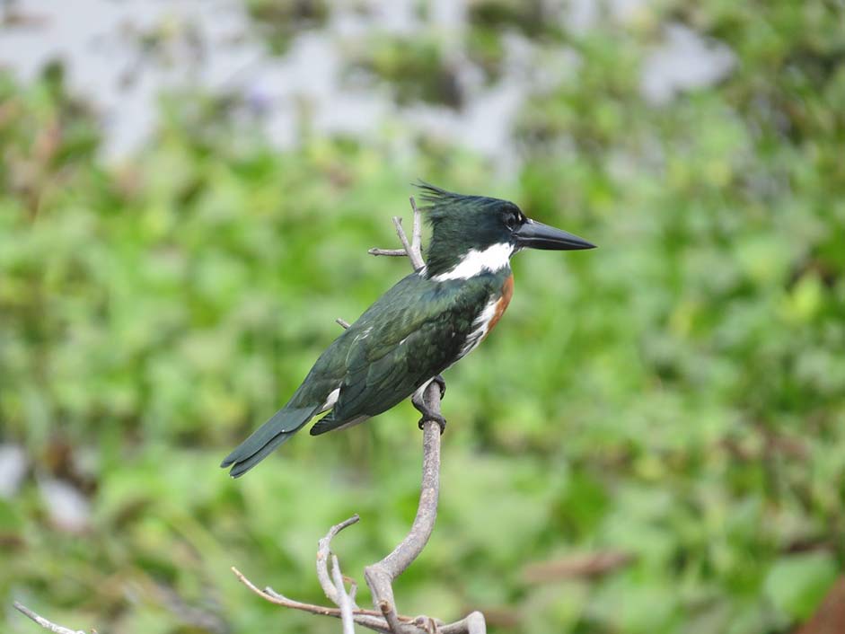 Outdoors Wildlife Nature Bird