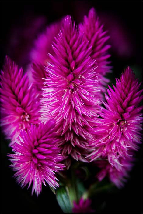 Celosia-Venezuela Flowers Bloom Blossom