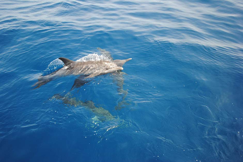 Wild Ocean Nature Dolphin
