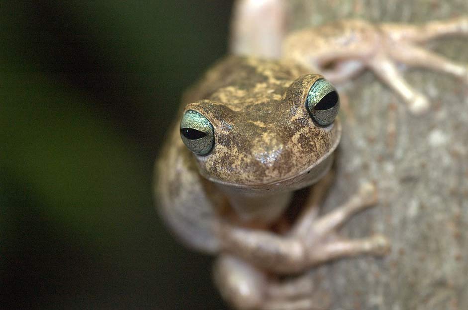 Animals Nature Venezuela Frog