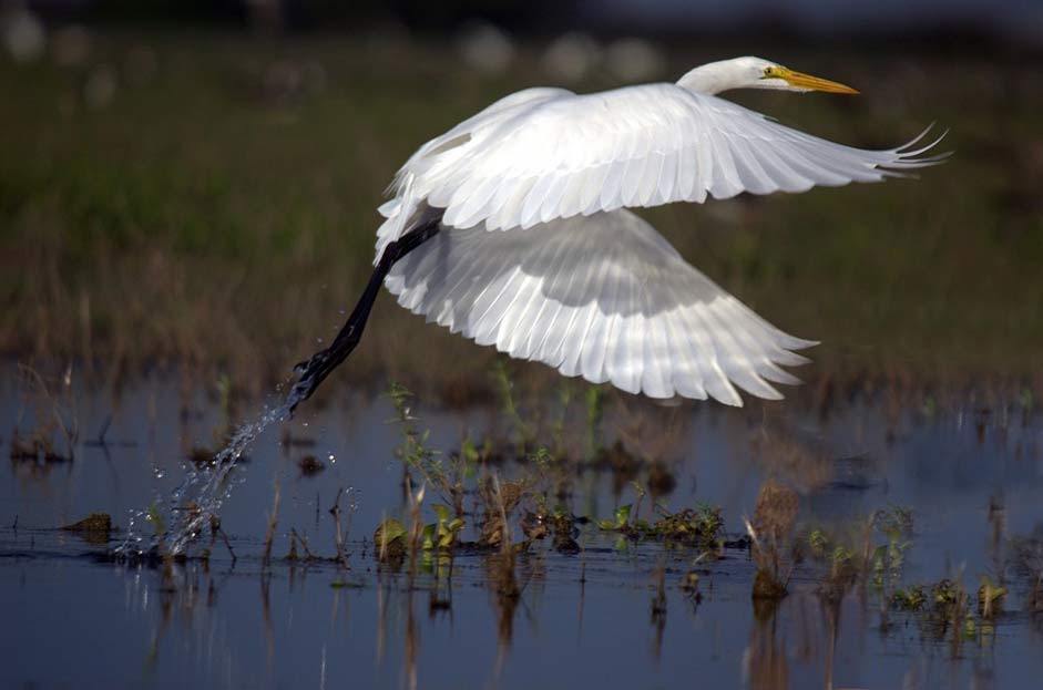 Wader Ardea-Alba Flight Great-Egret