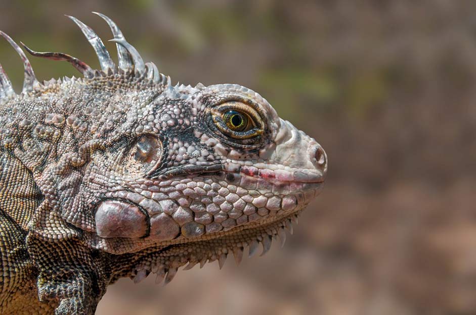 Animal Wildlife Reptile Iguana