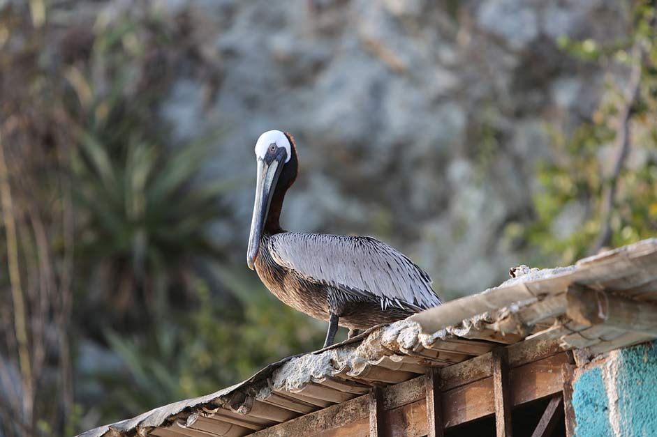 Bird Trees Venezuela Pelican