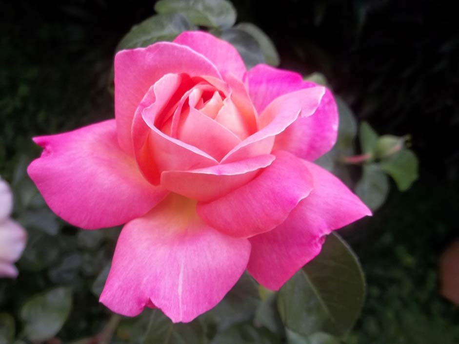 Pink Flower Beauty Rosa