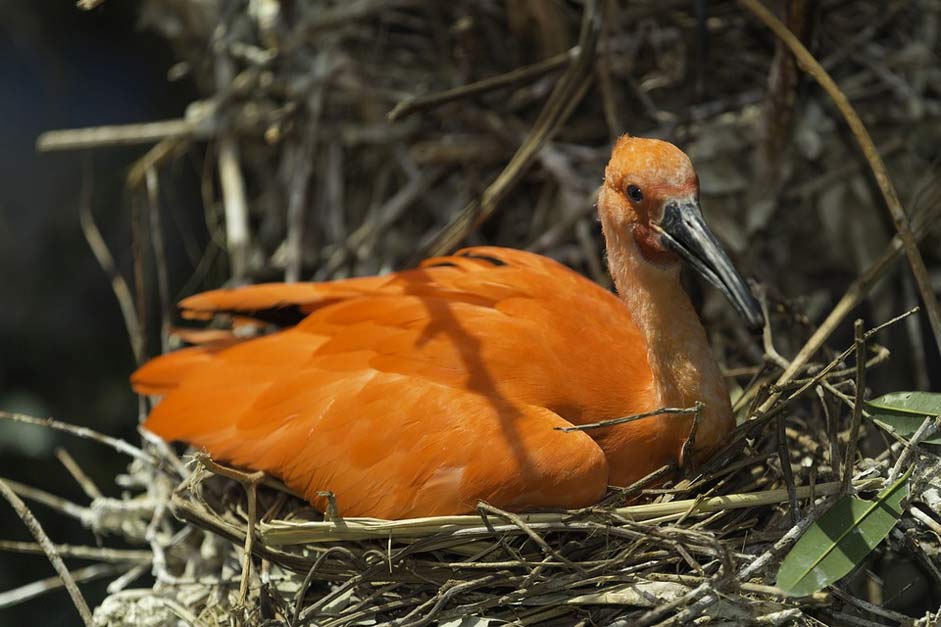 Red Ibis Bird Scarlet-Ibis