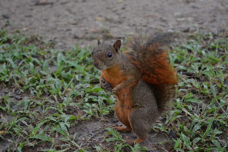Park Natural Nature Squirrel
