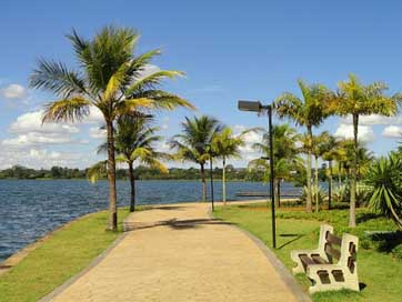 Barquisimeto Palm-Trees Palms Venezuela Picture