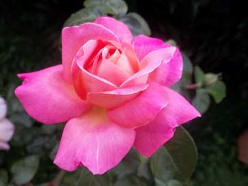 Rosa Pink Flower Beauty Picture