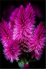 Blossom Celosia-Venezuela Flowers Bloom Picture