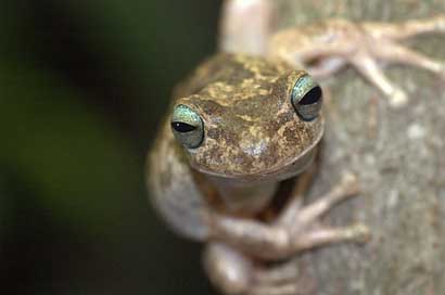 Frog Animals Nature Venezuela Picture