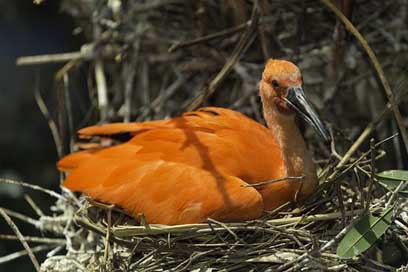 Scarlet-Ibis Red Ibis Bird Picture