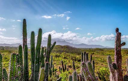 Venezuela Cactus Scenic Landscape Picture