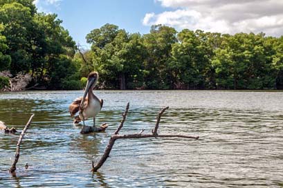 Venezuela Bird Pelican Mangroves Picture