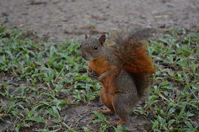 Squirrel Park Natural Nature Picture