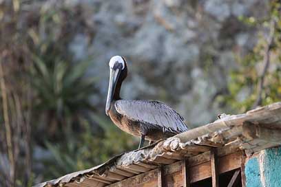 Pelican Bird Trees Venezuela Picture