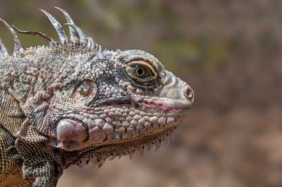 Iguana Animal Wildlife Reptile Picture