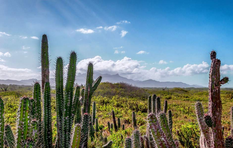 Cactus Scenic Landscape Venezuela