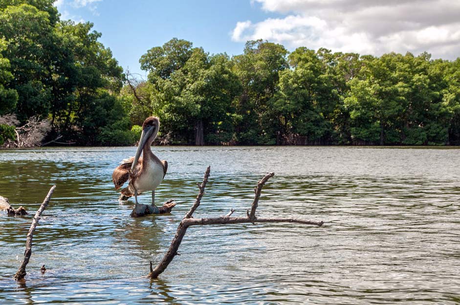 Bird Pelican Mangroves Venezuela