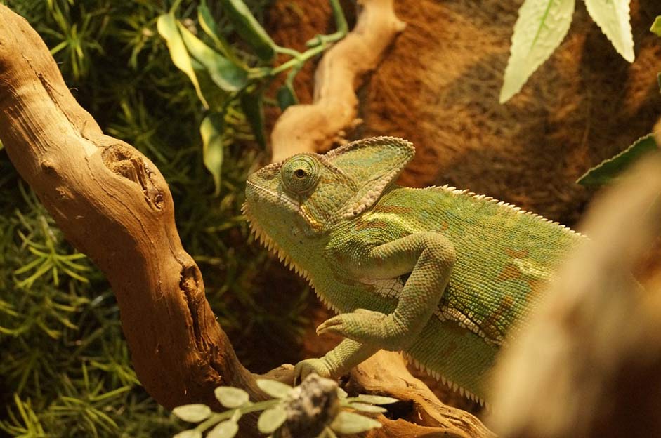 Tropical Animal Yemen-Chameleon Chameleon