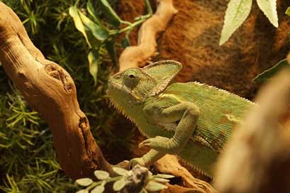 Chameleon Tropical Animal Yemen-Chameleon Picture