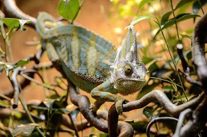 Yemen-Chamlon Chameleon Camouflage Reptile Picture