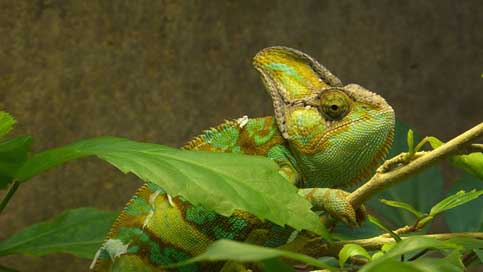 Animal Yemen-Chameleon Chameleon Reptile Picture