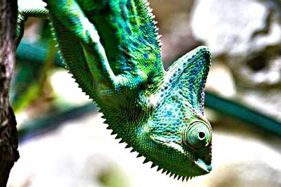 Chameleon Creature Terrarium Yemen Picture