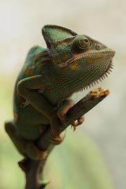 Yemen-Chameleon  Chameleon Chamaeleo-Calyptratus Picture