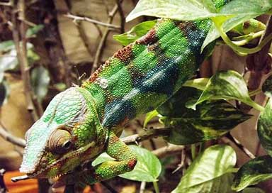 Chameleon Reptile Color Colored Picture