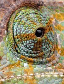 Chameleon Close-Up Details Eye Picture