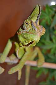 Chameleon Yemen-Chameleon Green Pet Picture