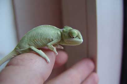 Chameleon Animal Green Yemen-Chameleon Picture