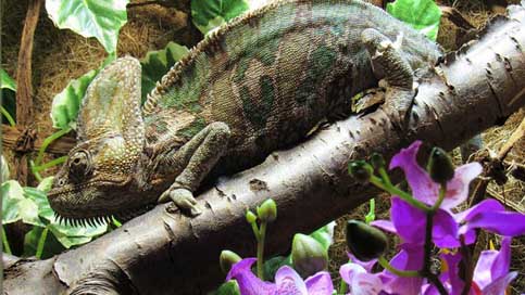 Reptile Terraristik Insect-Eater Chameleon Picture