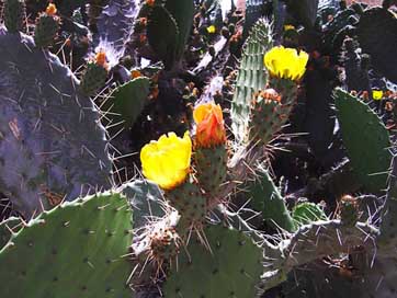 Cactus Yemen Nature Plants Picture