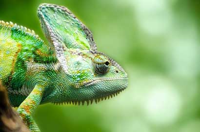 Reptile Pets Yemen Chameleon Picture