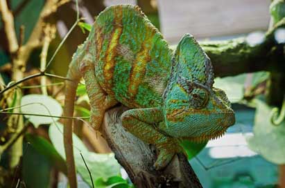 Chameleon Animal Reptile Lizard Picture