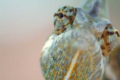 Chameleon Yemen-Chameleon Reptile Eye Picture