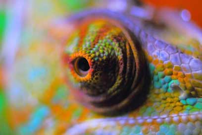Chameleon-Abstract Yemen-Chameleon Reptile Chameleon Picture