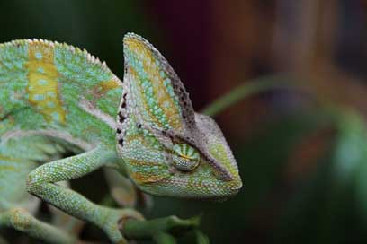 Sleeping-Chameleon Animal Reptile Yemen-Chameleon Picture