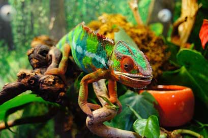 Chameleon Reptile Yemen-Chameleon Colorful Picture