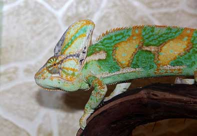 Chameleon  Yemen-Chameleon Chamaeleo-Calyptratus Picture