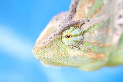 Macro Reptile Yemen-Chameleon Chameleon Picture