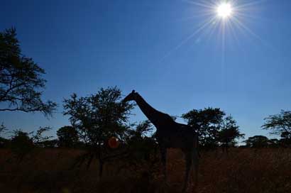 Giraffe Sun Africa Silhouette Picture
