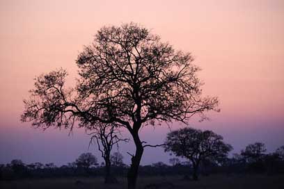 Africa-Sunset Tree Wilderness Zimbabwe Picture