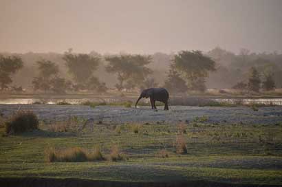 Africa Manapools African-Bush-Elephant Elephant Picture