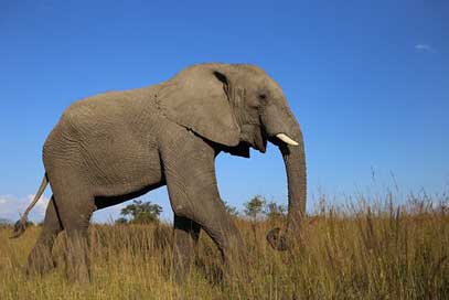 African-Elephant Ivory Zimbabwe Grassland Picture
