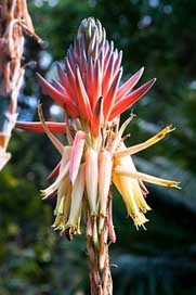 Aloe-Pretoriensis Inflorescence Bloom Blossom Picture