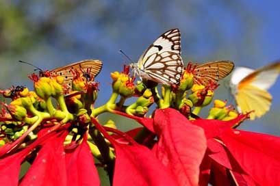 Butterflies Poinsettia Butterfly Insect Picture
