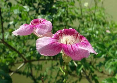 Zimbabwe-Creeper Pink Flower Queen-Of-Sheba Picture