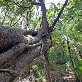 Rainforest Zimbabwe Jungle Tree Picture
